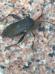 Mictis longicornis