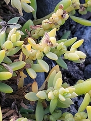 Suaeda novae-zelandiae