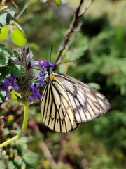 Aporia nabellica