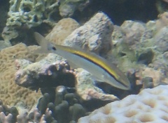 Parupeneus barberinus