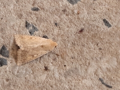 Helicoverpa punctigera