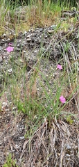 Dianthus seguieri