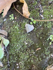 Hyophila involuta