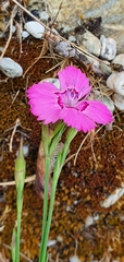 Dianthus seguieri