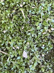 Hyophila involuta