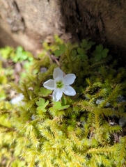 Oxalis magellanica