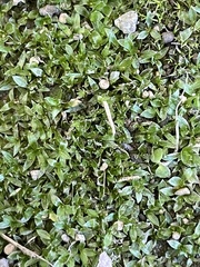 Hyophila involuta