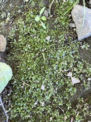 Hyophila involuta