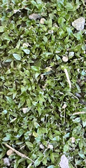 Hyophila involuta