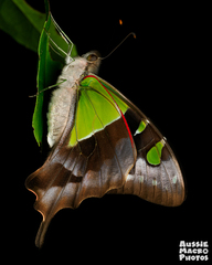 Graphium macleayanus
