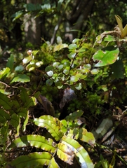 Gaultheria antipoda