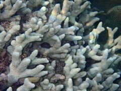 Porites tuberculosus