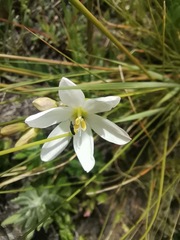 Ixia orientalis