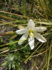 Ixia orientalis
