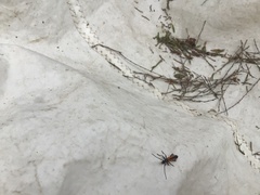 Stenoderus suturalis