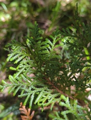 Libocedrus bidwillii