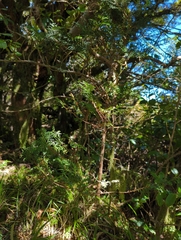 Libocedrus bidwillii