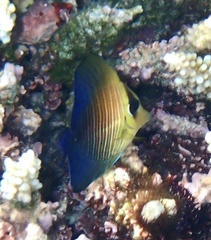 Zebrasoma scopas