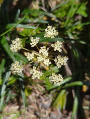 Anisotome aromatica