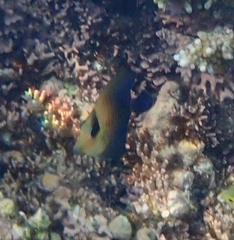 Zebrasoma scopas
