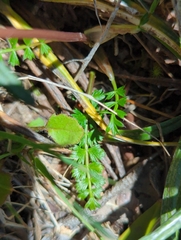 Anisotome aromatica