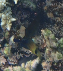 Zebrasoma scopas