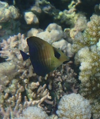 Zebrasoma scopas