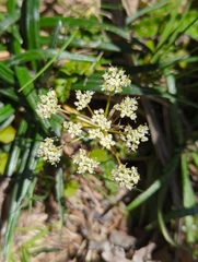 Anisotome aromatica