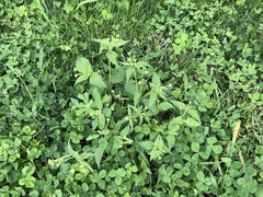 Galinsoga quadriradiata