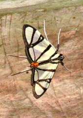 Conchylodes nolckenialis