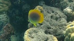 Chaetodon aureofasciatus