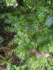 Prumnopitys ferruginea