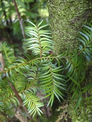 Prumnopitys ferruginea