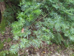 Prumnopitys ferruginea
