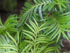 Prumnopitys ferruginea