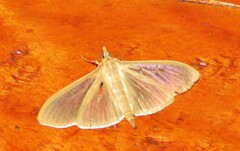 Margaroniini