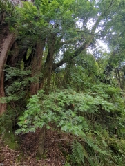 Prumnopitys ferruginea
