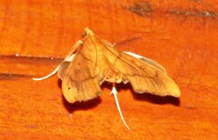 Anarmodia