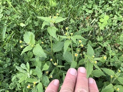 Galinsoga quadriradiata