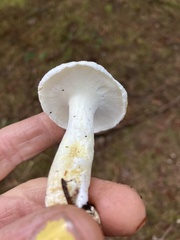 Albatrellus avellaneus