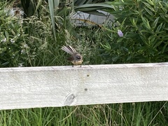 Rhipidura fuliginosa placabilis