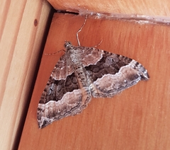 Hydriomena deltoidata