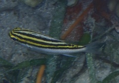 Scolopsis bilineata