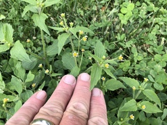 Galinsoga quadriradiata