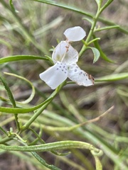 Westringia eremicola