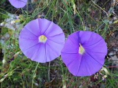 Ipomoea ternifolia leptotoma