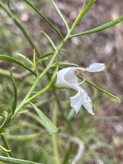 Westringia eremicola