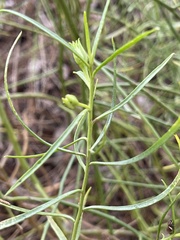 Westringia eremicola
