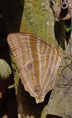 Amathusia phidippus