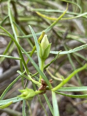 Westringia eremicola
